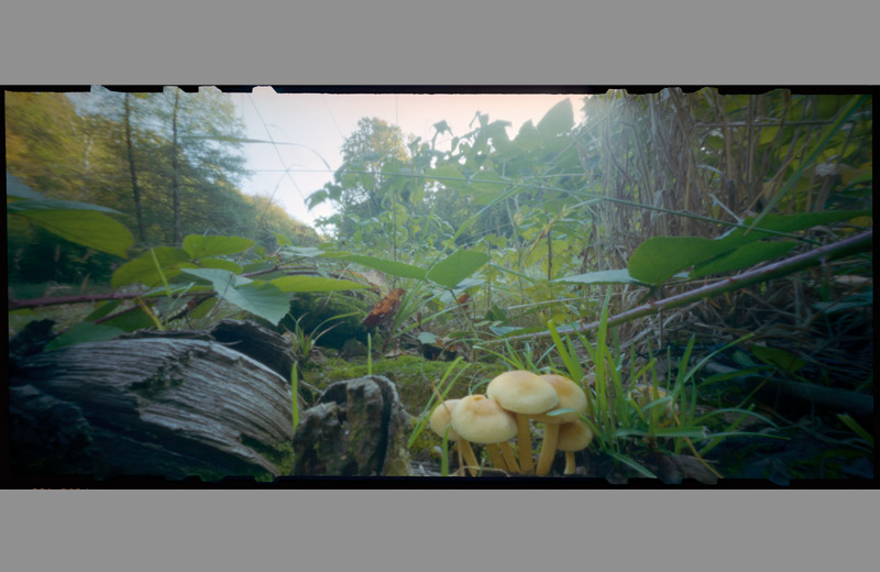 pinhole foto pilze